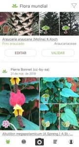 PlantNet Identificación Planta 1
