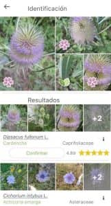 PlantNet Identificación Planta 2
