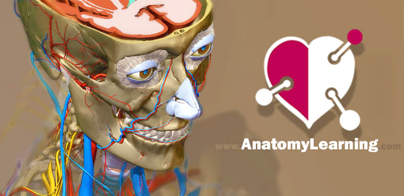 Anatomy Learning video